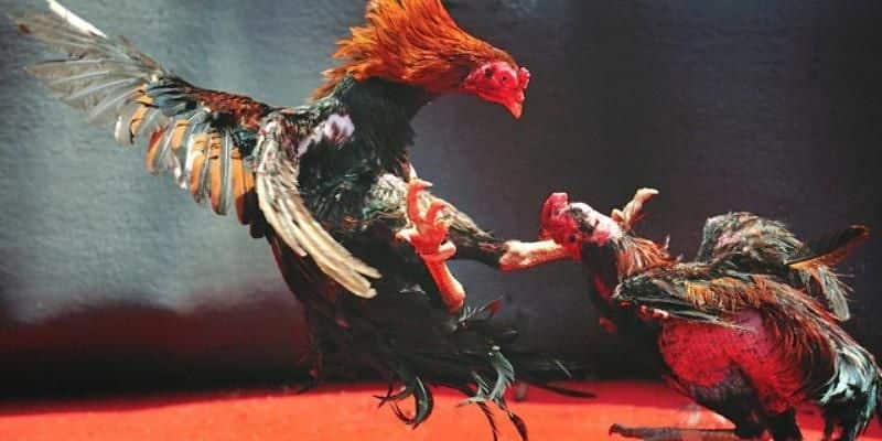 Hình thức đá gà online thông dụng nhất